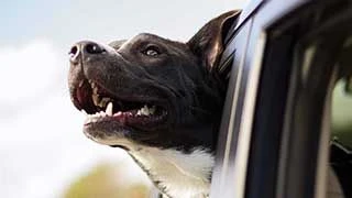 Best Cars for Dogs & Their Owners